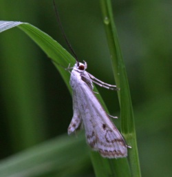 Cataclysta lemnata.R.Kindurio.140617-52.jpg