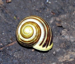 Cepaea hortensis.MKE.2006-06-14.jpg