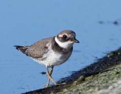 Charadrius hiaticula.R.Kindurio.130908-02-copy.jpg