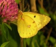 Dirvinis gelsvys (Colias hyale)