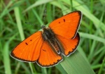 Didysis auksinukas (Lycaena dispar)