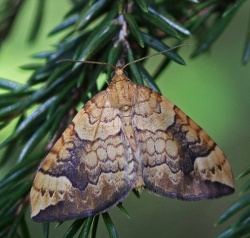 Eulithis populata.RimvydoKindurio.120715-02-copy.jpg