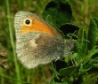 Gelsvasis satyriukas (Coenonympha pamphilus)