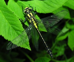 Gomphus vulgatissimus.MKE.2008-05-14.jpg