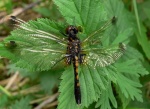 Grakščioji skėtė (Leucorrhinia caudalis), patelė