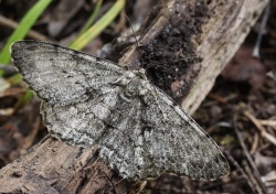 Hypomecis roboraria.RimvydoKindurio.120630-16-copy.jpg