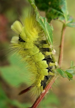 IMGP5665-Calliteara pudibunda1.jpg