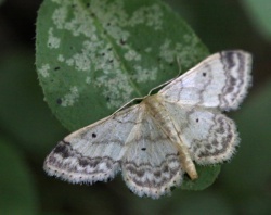 Idaea biselata.R.Kindurio.140717-06.jpg