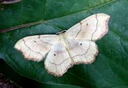 Idaea emarginata.RimvydoKindurio.110715.jpg