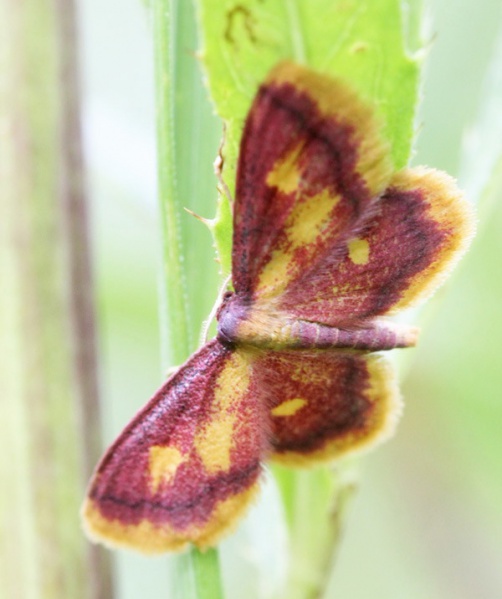 Vaizdas:Idaea muricata.R.Kindurio140706-36.jpg
