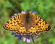 Juodakis perlinukas (Argynnis adippe)