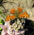 Karpytūnė (Polygonia c-album)