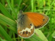 Krūminis satyriukas (Coenonympha arcania)