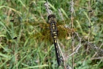 Baltakaktė skėtė (Leucorrhinia albifrons), patelė