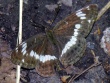 Mažasis juodmargis (Limenitis camilla)