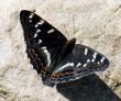 Didysis juodmargis (Limenitis populi)