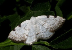 Lomographa bimaculata.RimvydoKindurio.110604.jpg