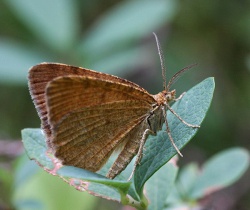 Macaria brunneata.R.Kindurio130617-05-copy.jpg