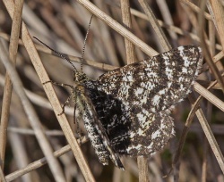 Macaria carbonaria.RimvydoKindurio.120522-09-copy.jpg