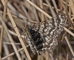 Macaria carbonaria.RimvydoKindurio.120522-09-copy.jpg