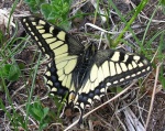 Machaonas (Papilio machaon)