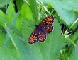 Paprastoji šaškytė (Melitaea athalia)