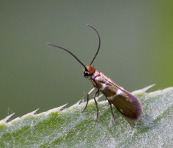 Micropterix aruncella.R.Kindurio.120612-49-copy.jpg