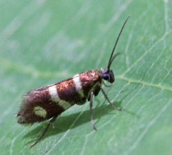 Micropterix aureatella.R.Kindurio.120620-38-copy.jpg