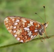 Miškapievis perlinukas (Boloria euphrosyne)