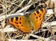 Daugiaspalvė pleštekė (Nymphalis polychloros)