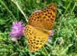 Rausvasis perlinukas (Argynnis laodice)