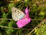 Taškuotasis melsvys (Maculinea arion)