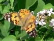 Usninukas (Vanessa cardui)