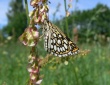 Viksvinė hesperija (Heteropterus morpheus)