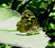 Margasis satyras (Pararge aegeria)