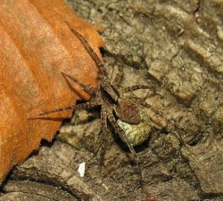 Pardosa lugubris.saltans.jpg