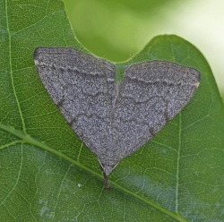 Pechipogo strigilata.RimvydoKindurio.120609-22-copy.jpg