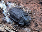 Didysis skydvabalis (Peltis grossa)