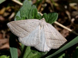 Petrophora chlorosata.RimvydoKindurio.110514.jpg