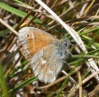 Pievinis satyriukas (Coenonympha pamphilus)