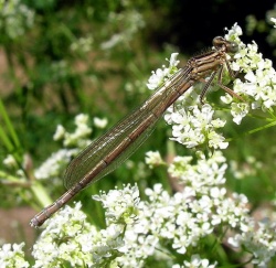 Platycnemis pennipes.MKE.2008-05-31.jpg