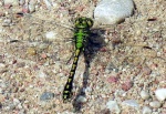 Pleištinis žirgelis (Ophiogomphus cecillia), patinas