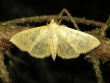 Dilgėlinis ugniukas (Pleuroptya ruralis)