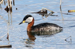 Podiceps grisegena.RimvydoKindurio.100425-41.jpg