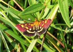 Pyrausta purpuralis.jpg