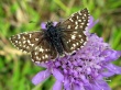 Mažoji hesperija (Pyrgus malvae)