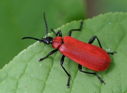 Pyrochroa coccinea.Rimvydo.090528-10.jpg