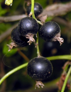 Ribes nigrum.MKE. 2006-07-31.jpg