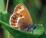 Rudakis satyriukas (Coenonympha hero)