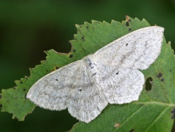 Scopula nigropunctata.R.Kindurio.140711-08-copy-2.jpg